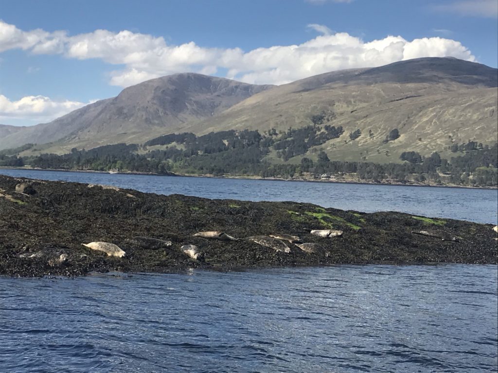 Seals on a rock in Loch Linnhe