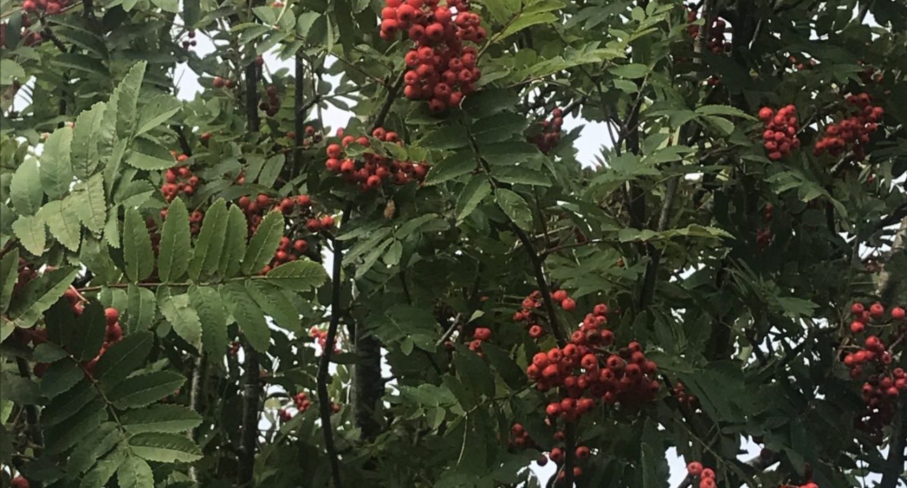 Rowan tree berries